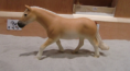 /album/fotogalerij-onze-paarden/schermafbeelding-2013-03-14-om-16-10-08-png/